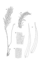 Image: R.C. Wagstaff © Landcare Research 2016 